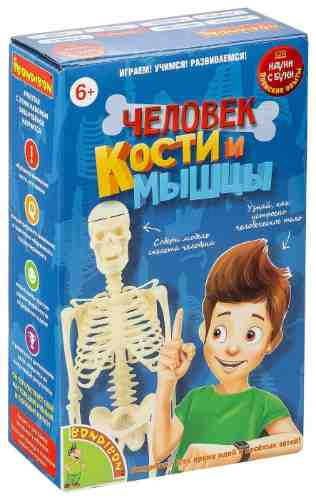 Набор игровой Bondibon Человек кости и мышцы арт. 1104251